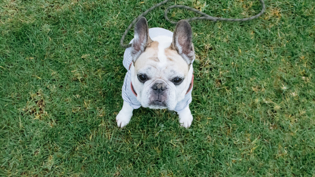chien pension canine
