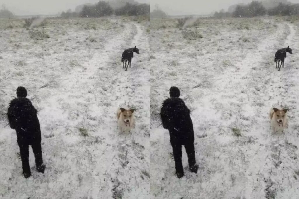 3 chiens sur cette photo 1