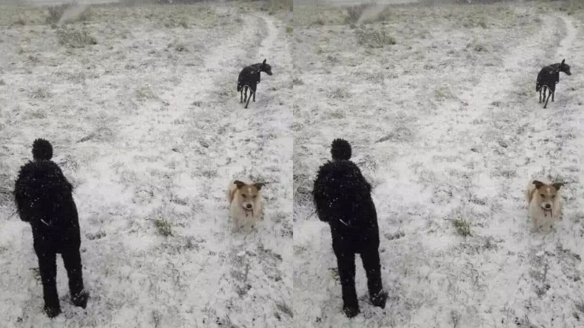 3 chiens sur cette photo